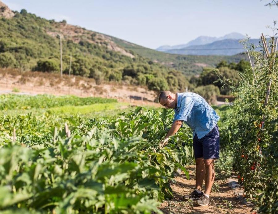Between tradition and modernity: The true taste of Corsica